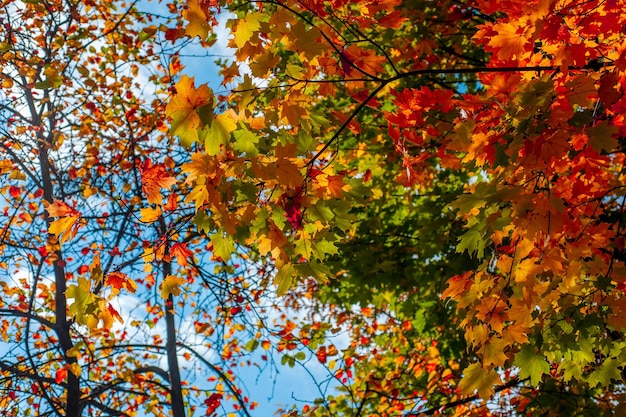 Maple tree kronen met geeloranje rode en groene bladeren bij herfstweergave van onder naar boven