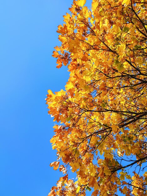 Maple tree leaves in autumn on blue sky background