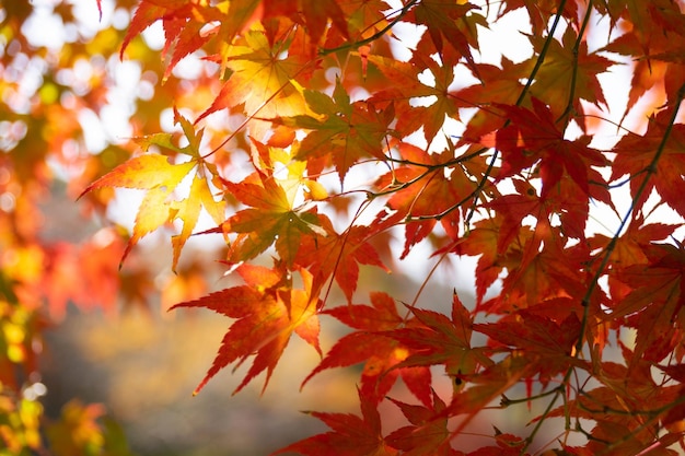 Maple tree leaves in autumn with color change in orange yellow\
and red natural background autumn