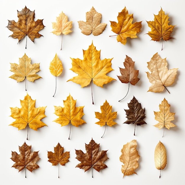 Maple Tree Leaves Isolated on White Background