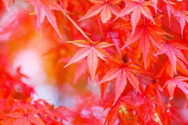 Maple tree in red