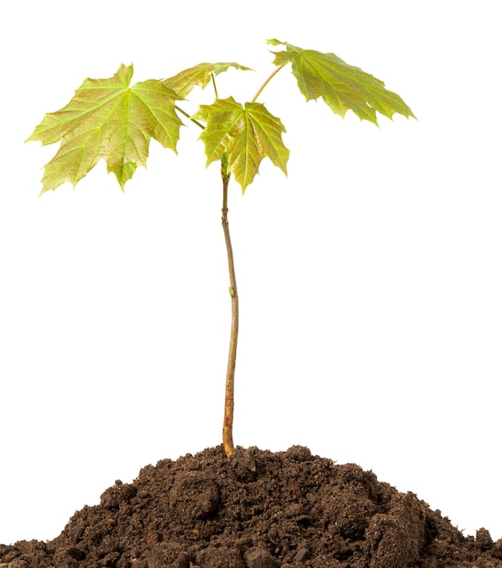 Maple tree sprout with green fresh leaves in black soil isolated on white background Concept of Earth day and ecology