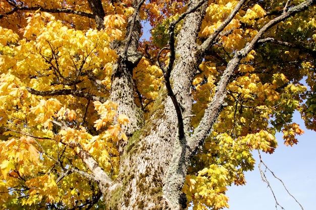 Maple tree with red and yellow leaves on a sunny autumn day in Latvia