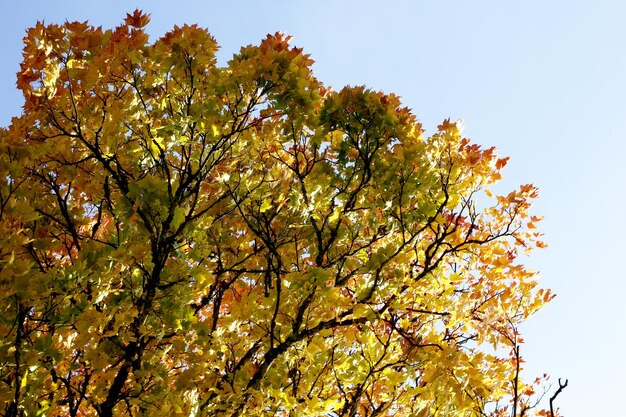 Maple tree with red and yellow leaves on a sunny autumn day in Latvia