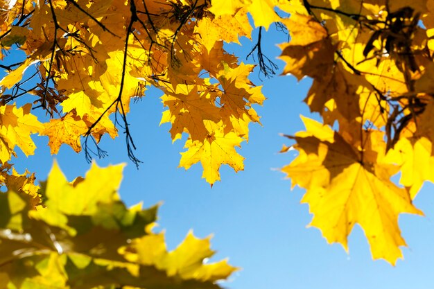 Maple trees change color with yellow leaves in autumn season. Location in the park. Blue sky in the background and backlight