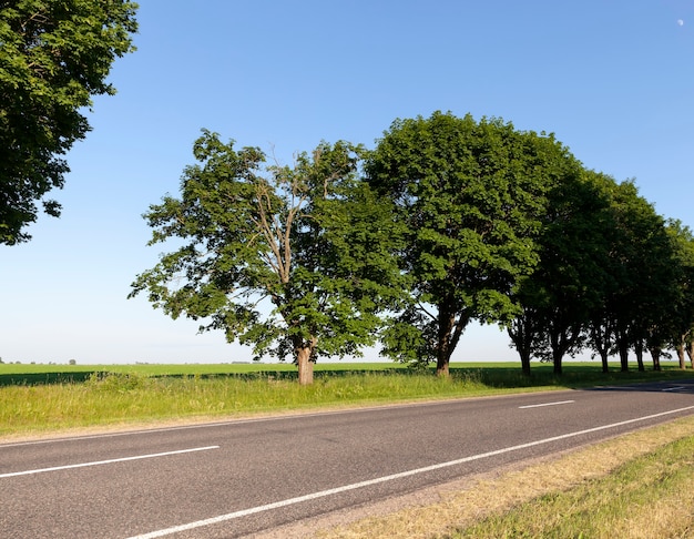 Maple trees growing along the paved road with wide crowns and green foliage, the road in summer