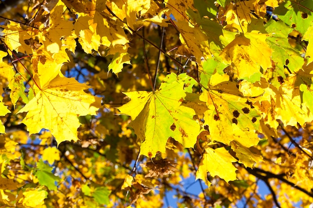 Maple trees growing in the park