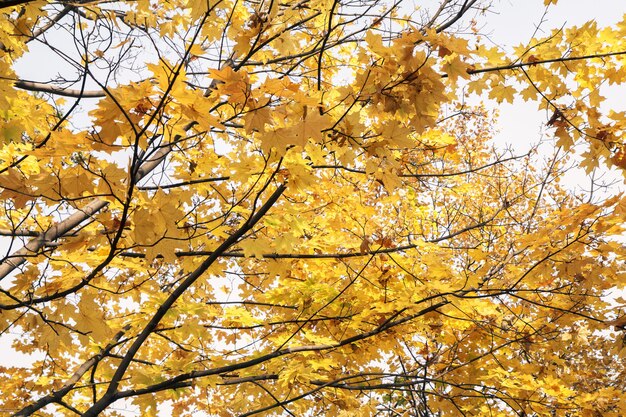 Maple trees with yellow leaves in autumn season with blurred background. Colors of autumn.