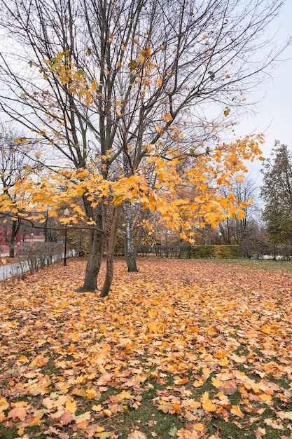 秋の公園の黄色い葉のメープル