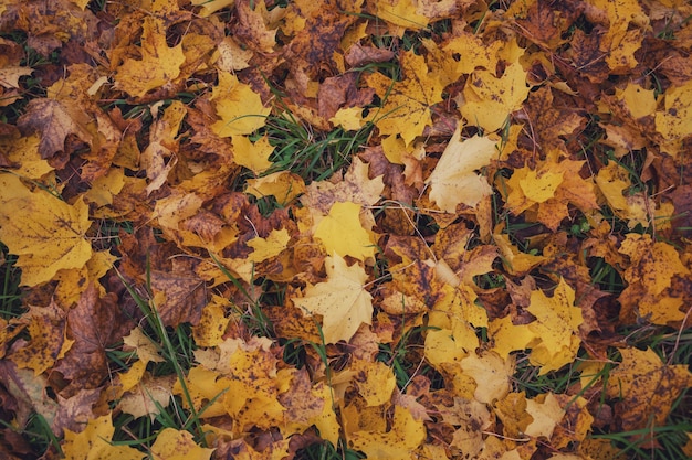 Foglie cadute gialle d'acero in autunno