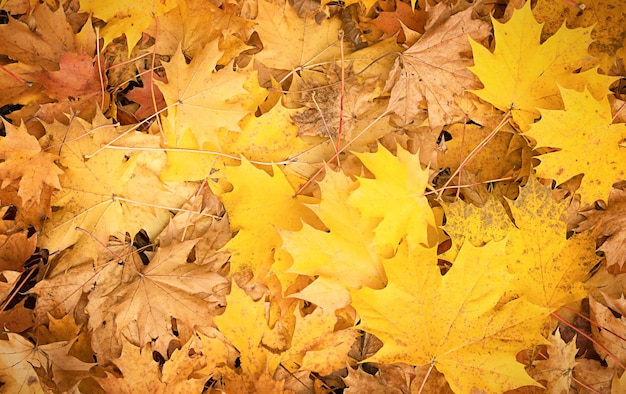 Maple yellow leaves in autumn. Abstract background for design.