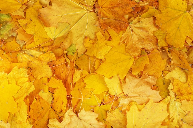 Maple yellow leaves background