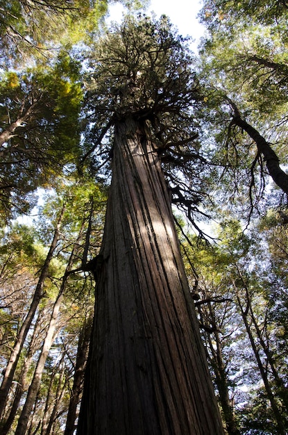 Foto mapleboom van vele jaren bos van hoge en oude esdoornbomen gelegen in het argentijnse patagonië puerto blest bij bariloche