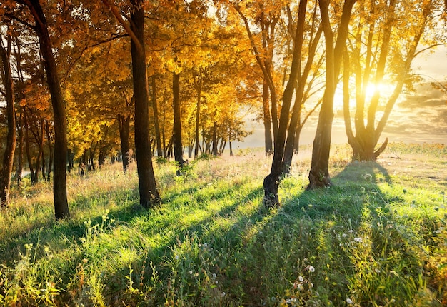 Maples in autumn park at the sunset