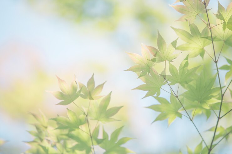 Photo 日没のカエデの葉