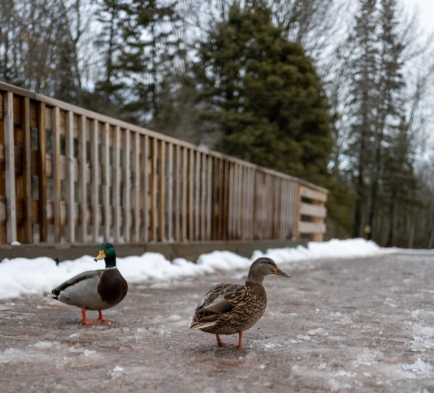 Photo mapleton park moncton nb