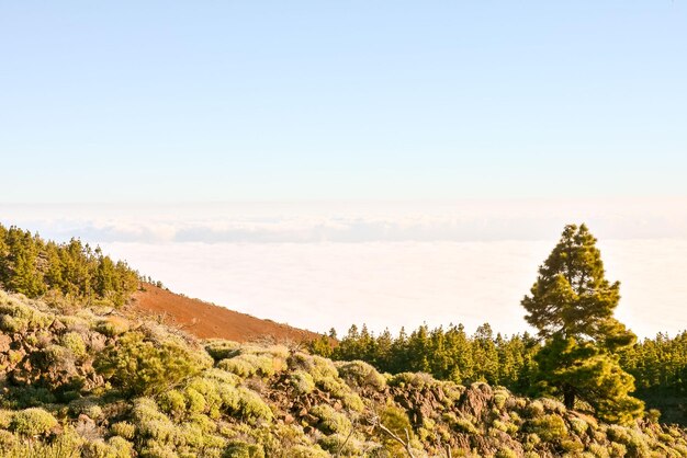 Mar de Nubes、テネリフェ島、カナリア諸島の高山現象の海雲