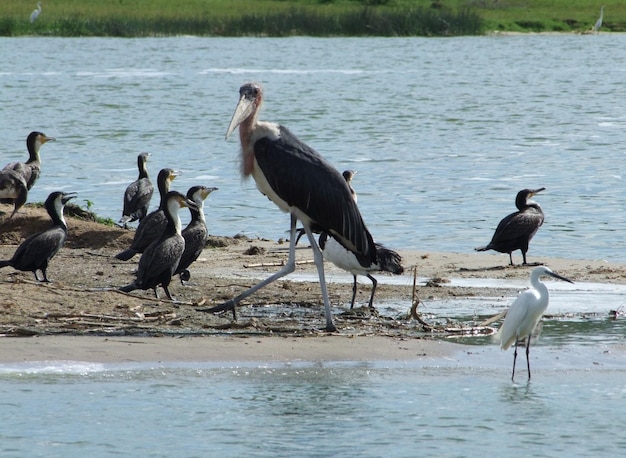Marabou and other birds in Africa