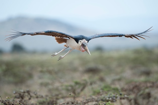 コウノトリの飛行