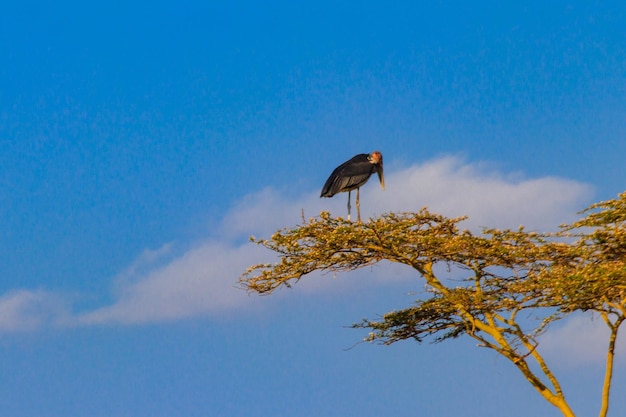 タンザニアのセレンゲティ国立公園の木に生息するマラブーコウノトリ Leptoptilos crumeniferus