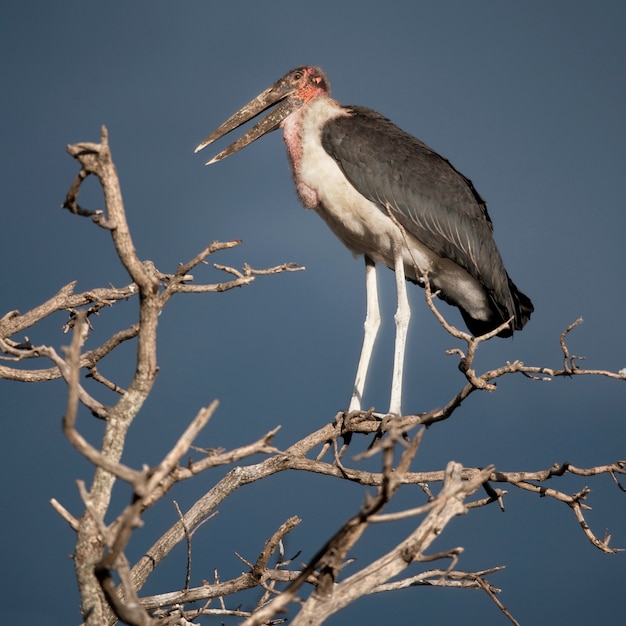 Marabou stork, serengeti national park, serengeti, tanzania, africa