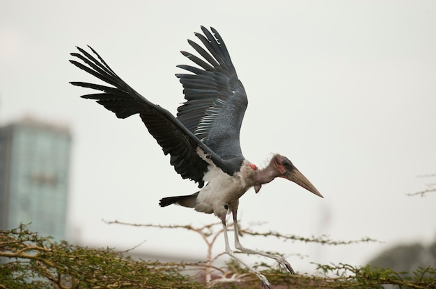 Marabou Stork spreidende vleugels