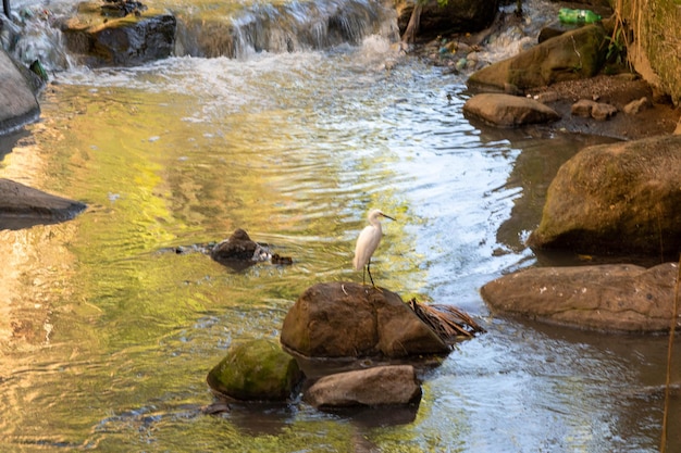 Fiume maracanà