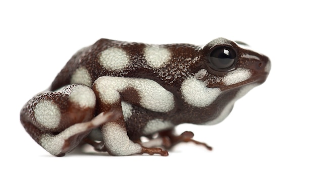 Maranon Poison Frog of Rana Venenosa, Ranitomeya mysteriosus, tegen witte ondergrond