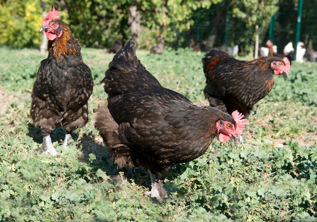 marans chicken in garden