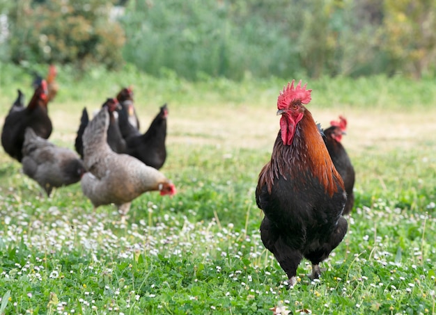 Marans kip in een tuin in het voorjaar