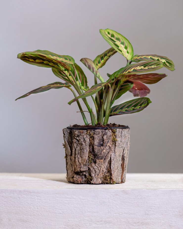 Photo maranta leuconeura, 나무 냄비에기도 식물