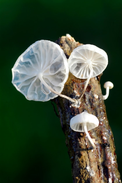 Marasmiellus candidus on a dry branch on a black background