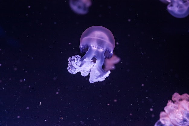 Marble jellyfish close up