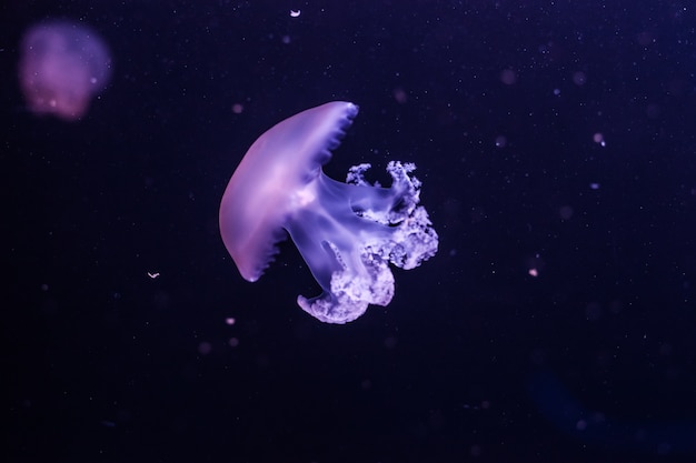 Marble jellyfish close up