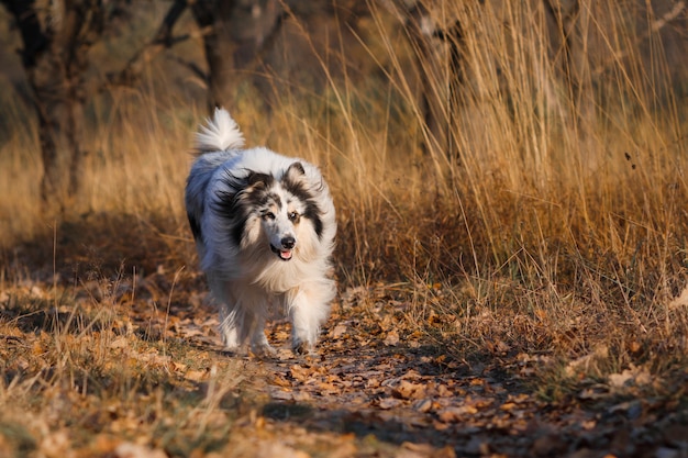 Marble rough collie runs on yellow autumn grass in the park