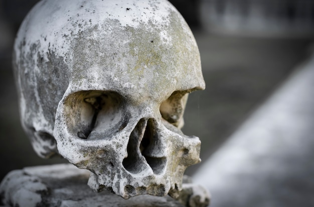 Marble skull. Copy space. Close-up portrait