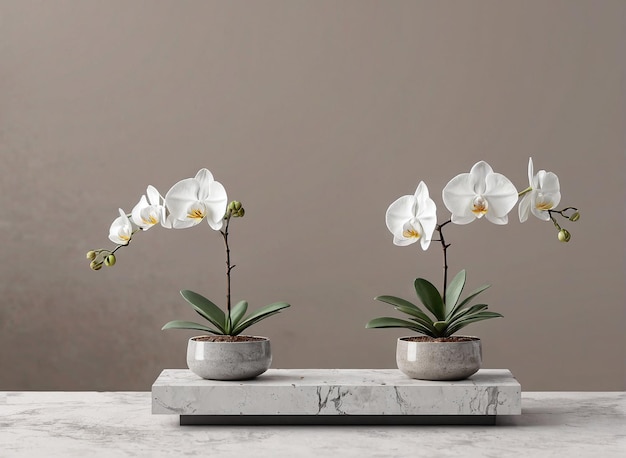 the marble table with two white orchid plants