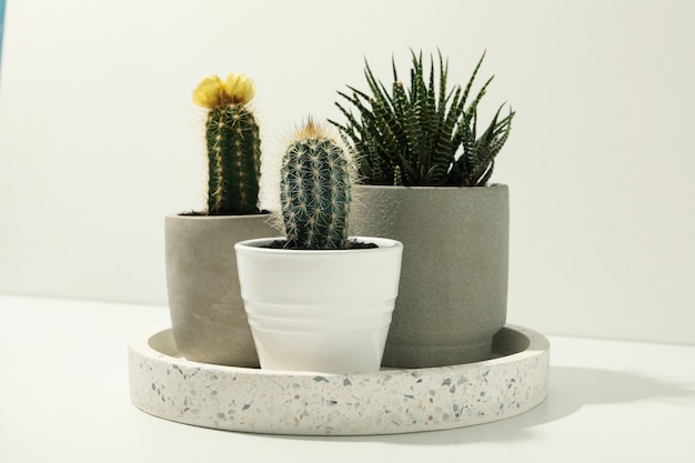 Marble tray with succulent plants on white surface. Houseplants