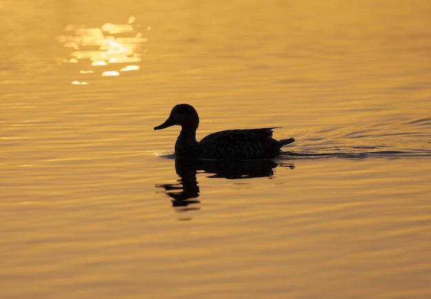 Photo marbled duck marmaronetta angustirostris in backlight during sunset fuente de piedra lagoon