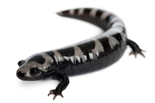 マーブルサラマンダー（Ambystoma opacum）