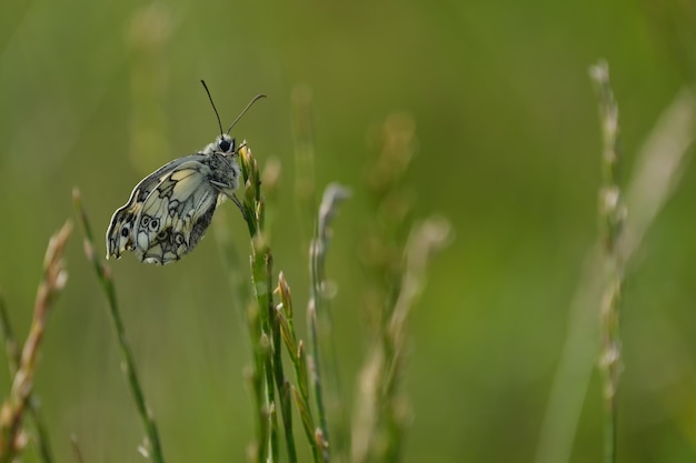 Мраморная белая бабочка после метаморфоза морщинистые мокрые крылья