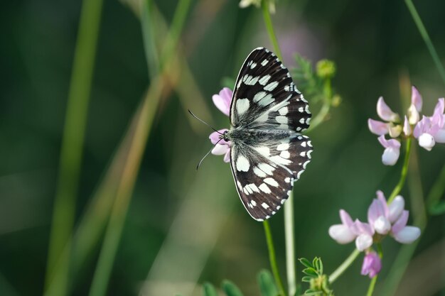 Marbled white butterfly resting on a purple flower in nature