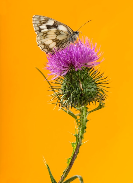 Белый мрамор, Melanargia galathea, на чертополохе перед оранжевой стеной