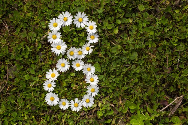 March 8th, white daisy in nature, woman's day