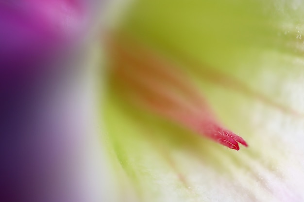 写真 マルコカラフルなアデニウムobesumまたは砂漠のバラの花