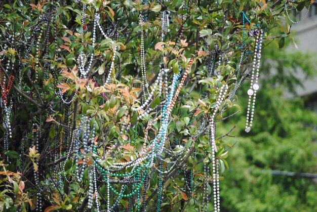 Mardi Gras kralen hangen aan een boom op Saint Charles Street in New Orleans