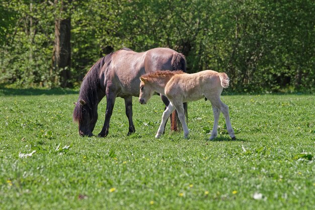 Photo mare and colt in bialowieza national park as a part of belovezhskaya pushcha national park in poland.