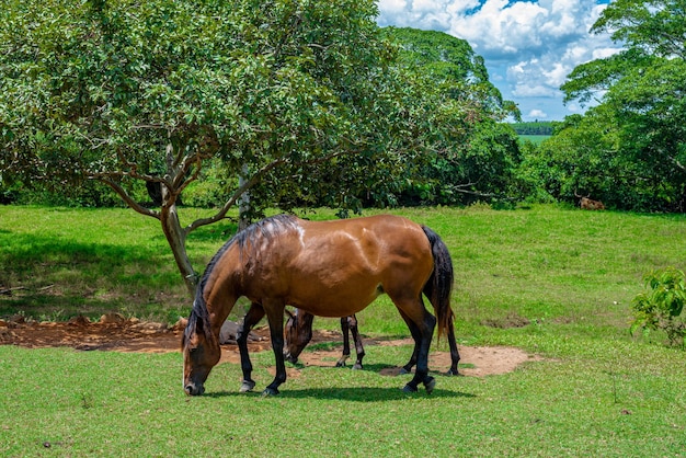 Mare and foal grazing on the farm