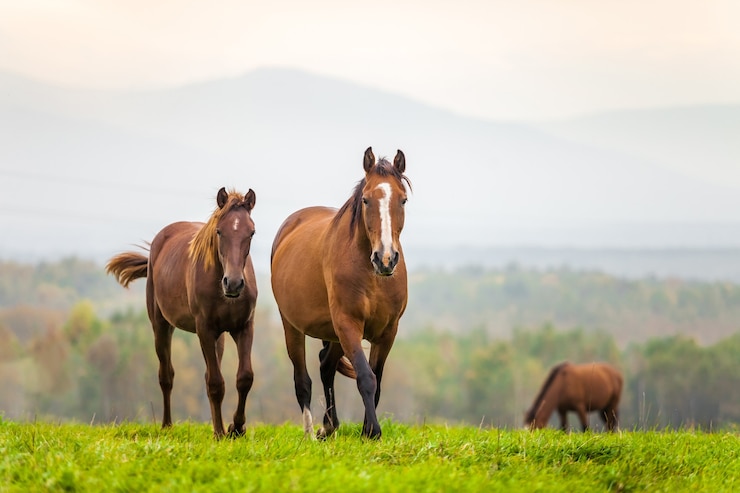 Photo mare and foal in a meadow in autumn
