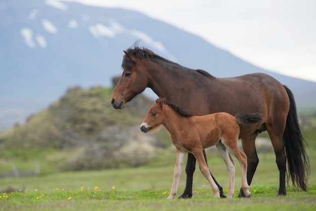 Mare and foal on a meadow